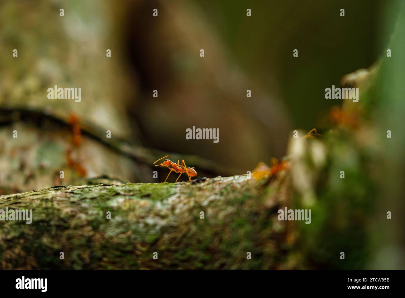 Ameisen im Dschungel von Tam Coc in Vietnam Stockfoto