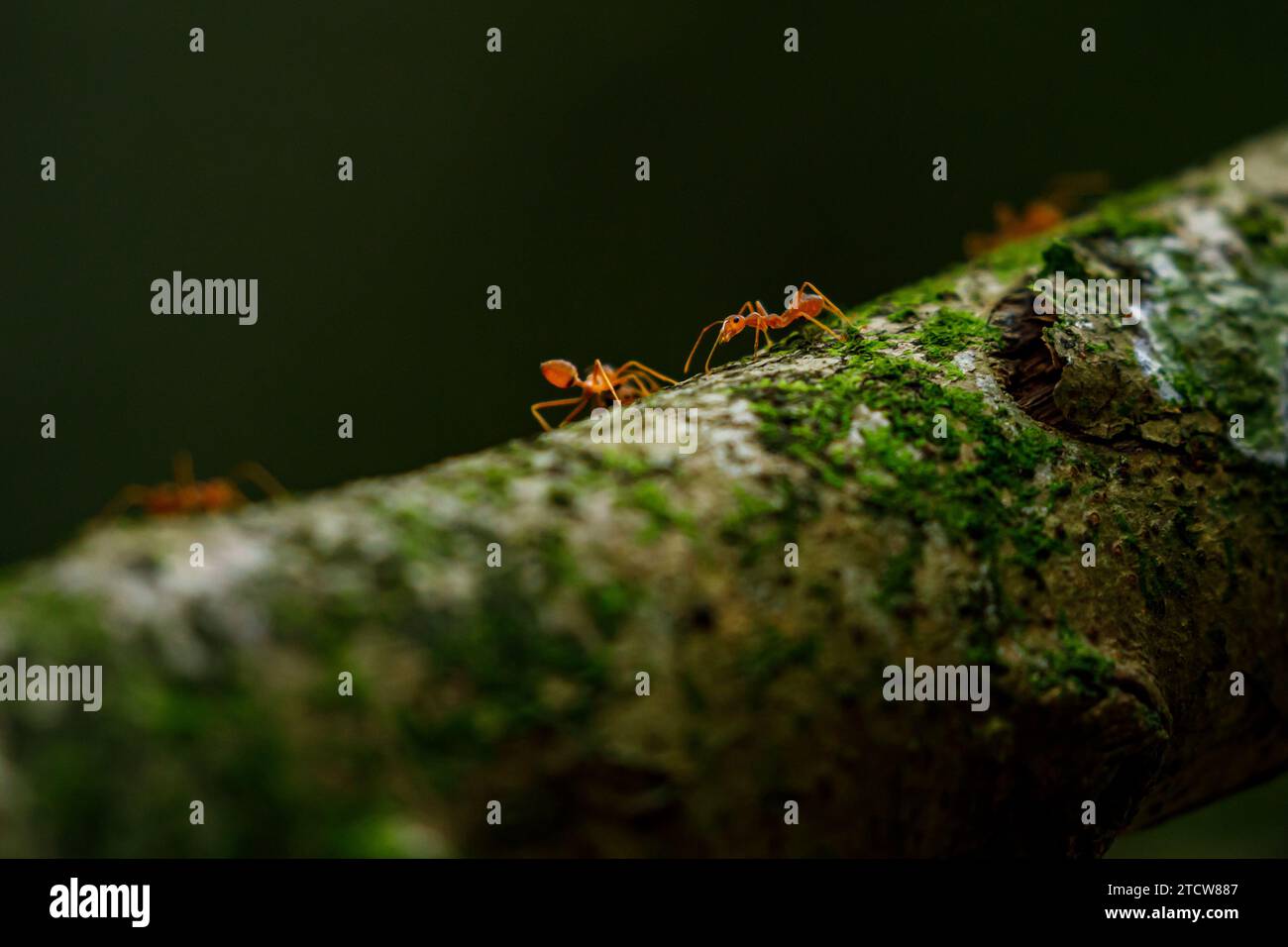 Ameisen im Dschungel von Tam Coc in Vietnam Stockfoto