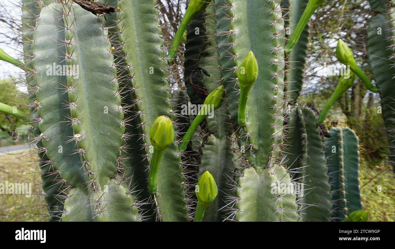 Nahaufnahme der Pflanze Cereus jamacaru mit Blume, auch bekannt als Knigin  der Nacht, Cardeiro, Mandacaru, Petrolina Cactus usw Stockfotografie - Alamy