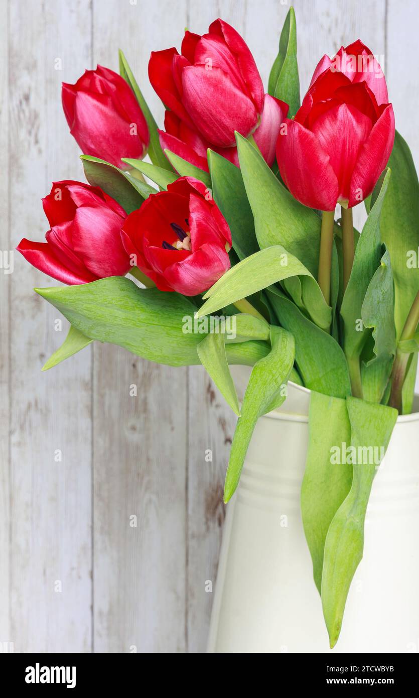 Ein Milchkännchen aus Metall voller roter Tulpen vor hellem Holz Stockfoto