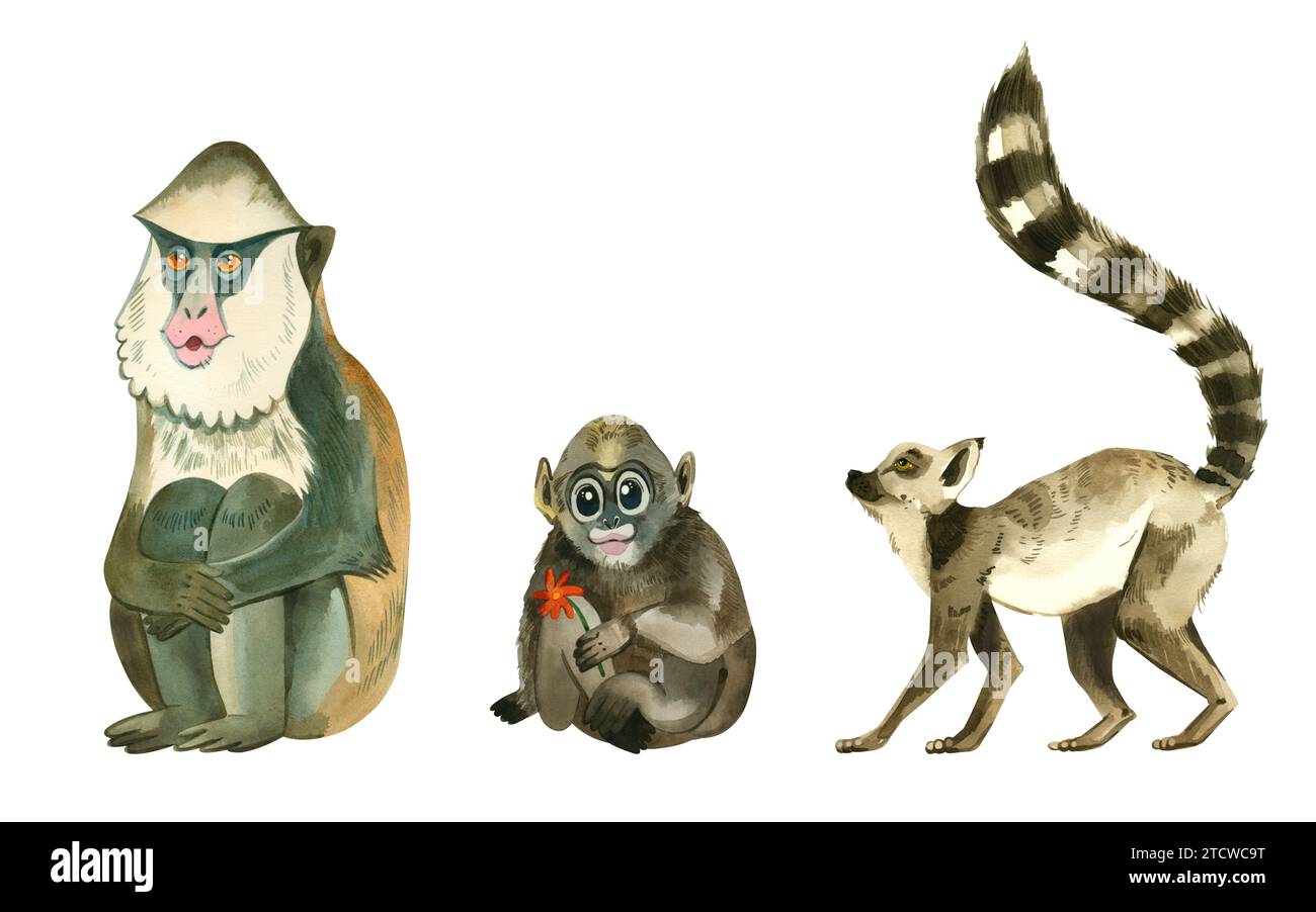Affe. Set von Aquarellzeichnungen eines Affen. Lemur mit einem gestreiften flauschigen Schwanz, Monas Affe, Baby handgezeichnet in Aquarell auf weißem Hintergrund. Stockfoto