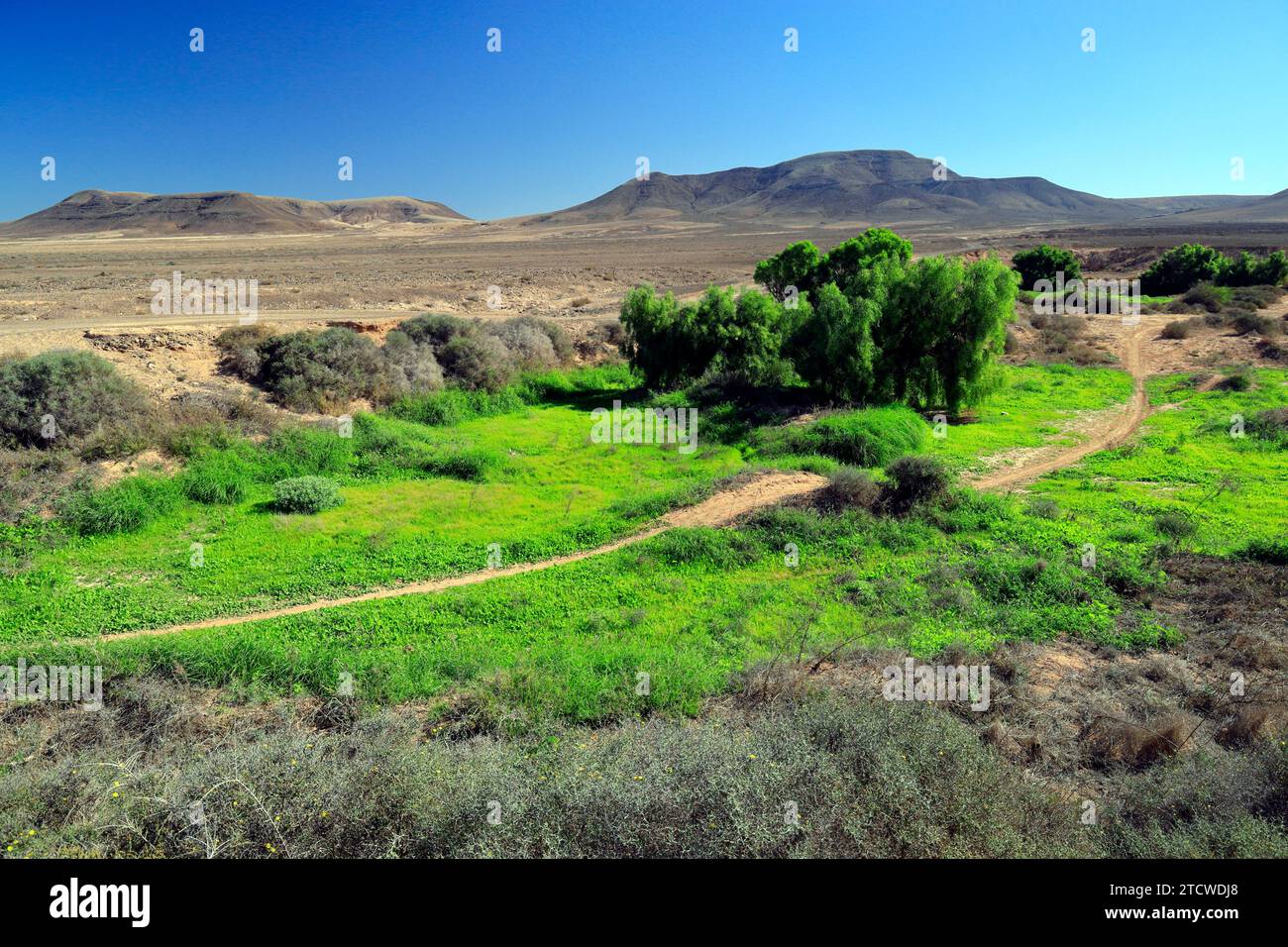 Grüne Oase umgibt die karge Wüstenlandschaft der Malpais von Fueteventura, El Cotillo, Fuerteventura, Kanarischen Inseln, Spanien. Stockfoto