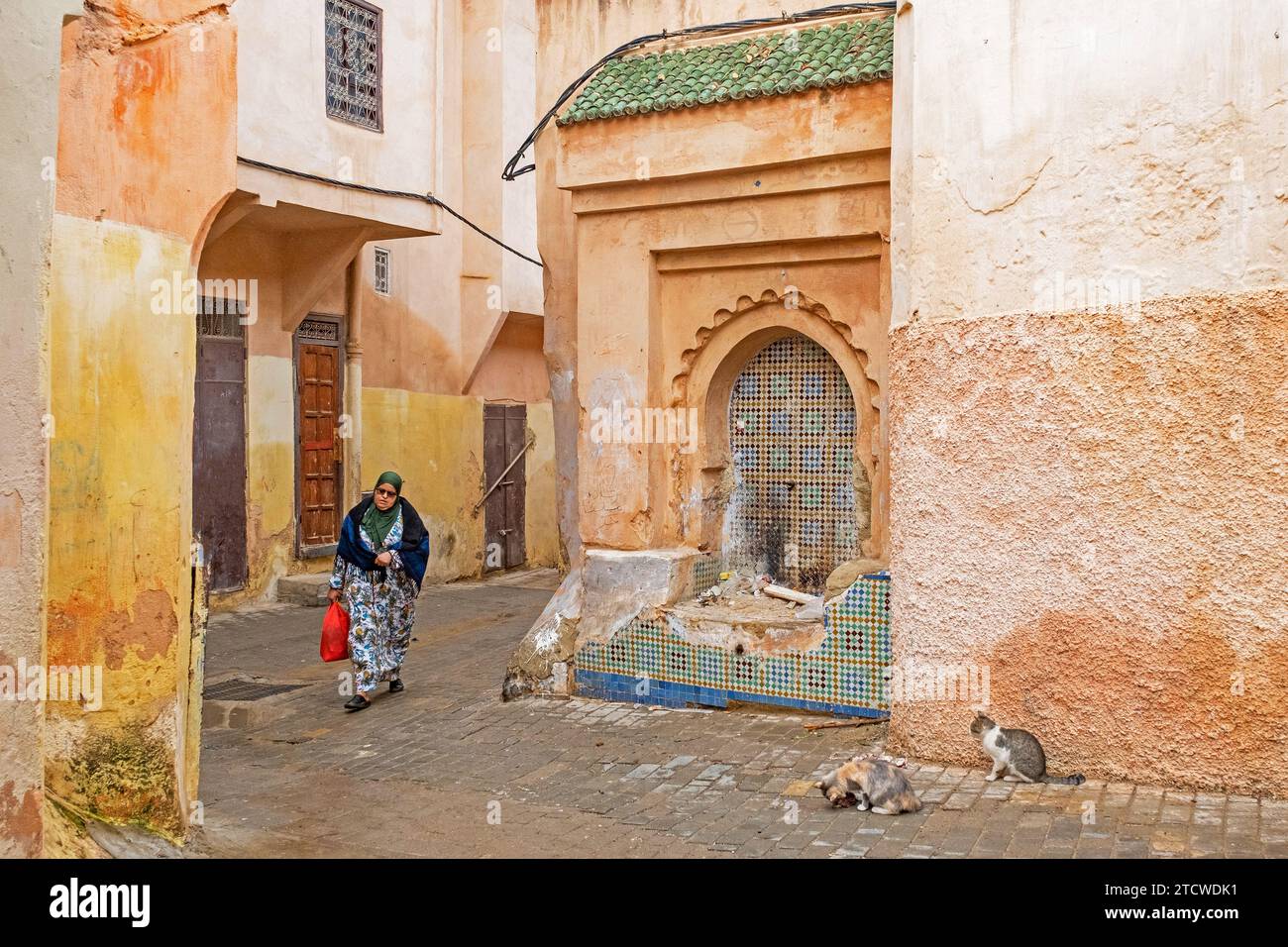 Katzen und muslimische Frauen tragen Djellaba / Jillaba und Hijab, die in der Gasse der gelben Medina der Stadt Meknes, Fès-Meknes, Marokko, spazieren gehen Stockfoto