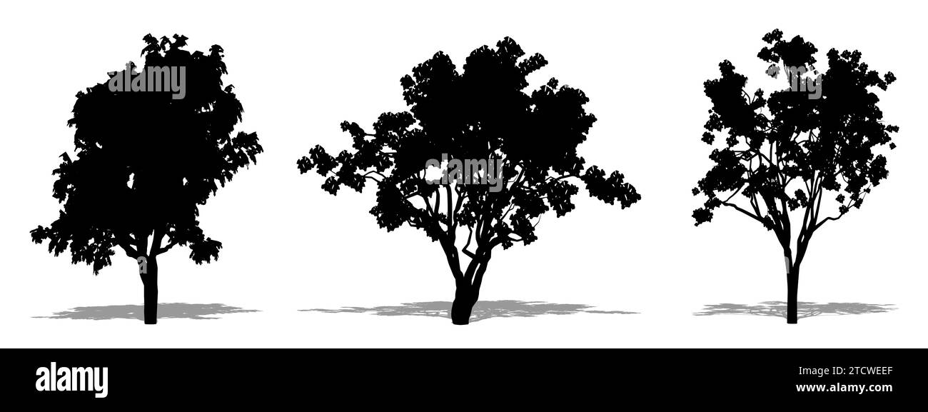 Set oder Sammlung von Jacaranda-Bäumen als schwarze Silhouette auf weißem Hintergrund. Konzept- oder konzeptionelle 3D-Illustration für Natur, Planet, Ökologie und Stockfoto