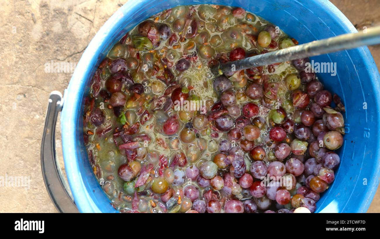 Blauer Kunststoffeimer mit Beeren aus hellfarbigen Trauben, die beim Mischen mit einem großen Metallmischer zur Herstellung von Traubenmost verwendet werden Stockfoto