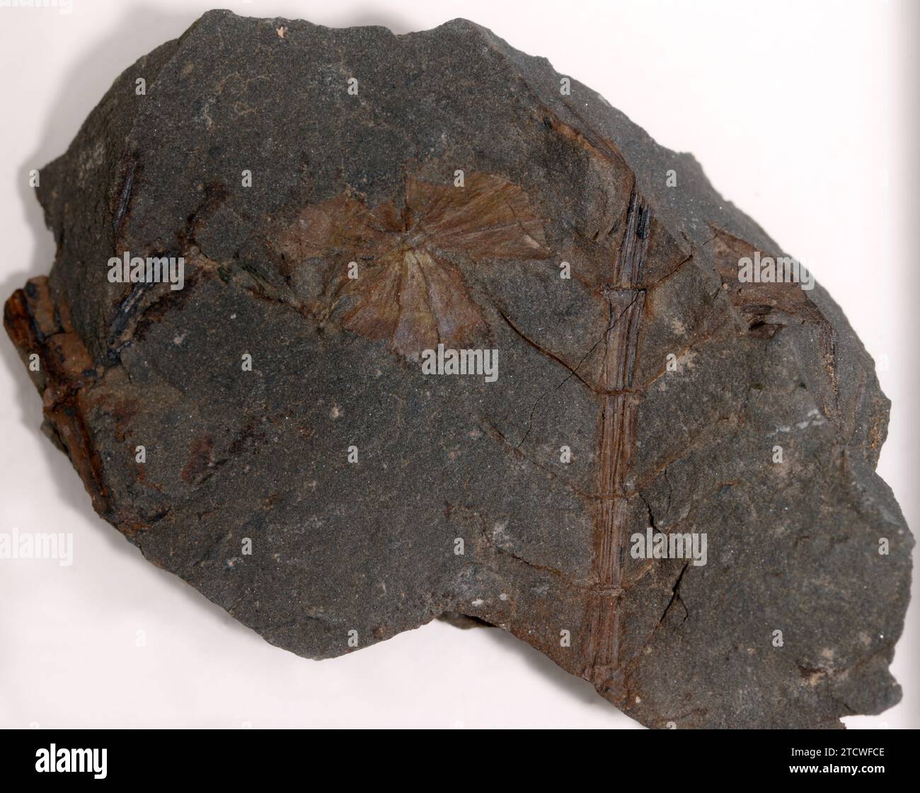 Fossil Schachtelhalm Amroth, Pembrokeshire. Ein lebendes Fossil mit erhaltenem Stamm, Stiften und Radialzweigen. Auch Sphenopyllum Fächerform. Stockfoto