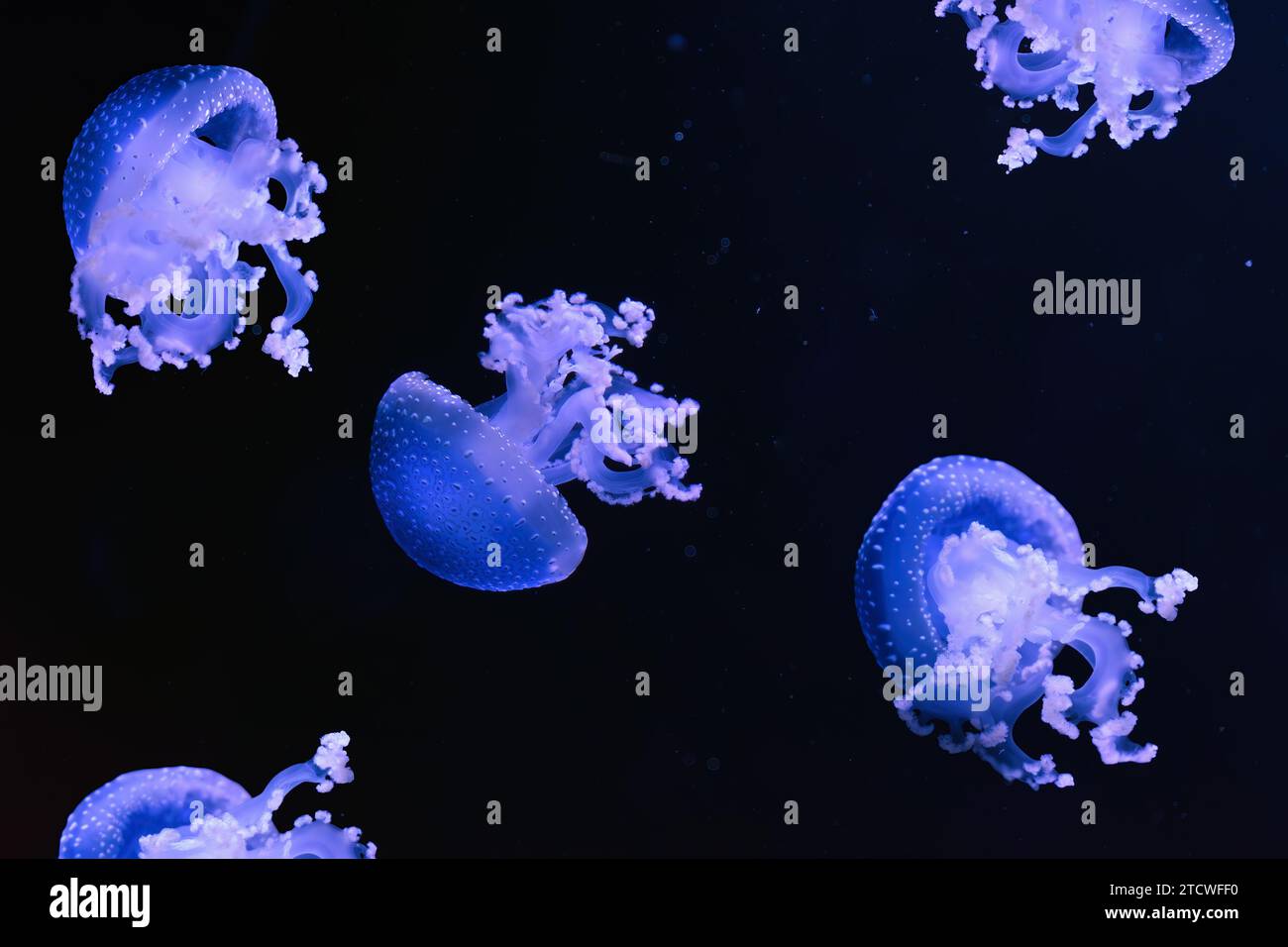 Fluoreszierende Quallen, australische Quallen, Phyllorhiza punctata, die im Aquarium mit blauem Neonlicht schwimmen. Theriologie, Biodiversität, un Stockfoto