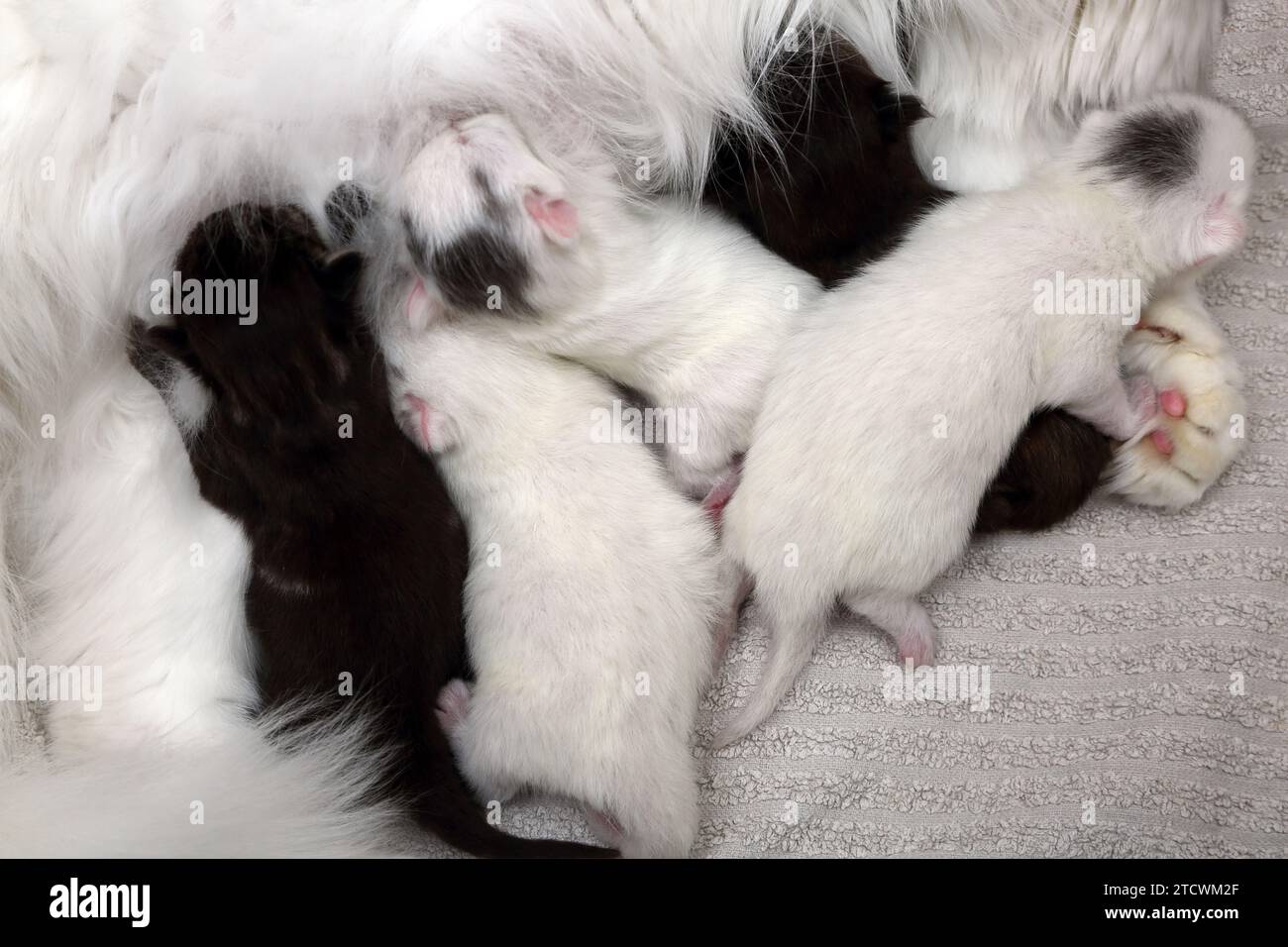 Nahaufnahme des Wurfs von 6 Tage alten türkischen Angorakreuzkätzchen, die Mutter füttern Stockfoto