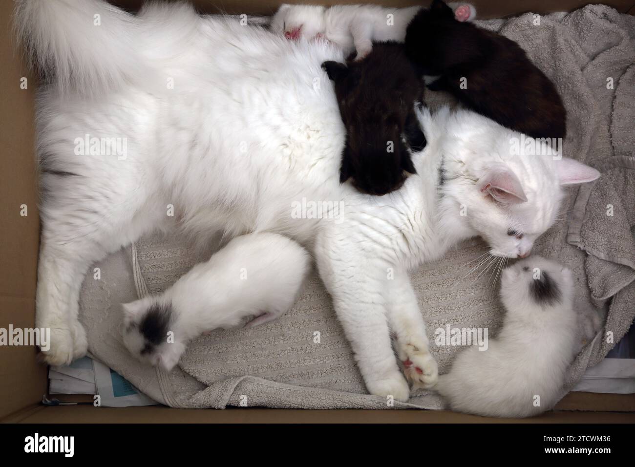 Türkische Angorakatze mit 18 Tage alten Kätzchen Surrey England Stockfoto
