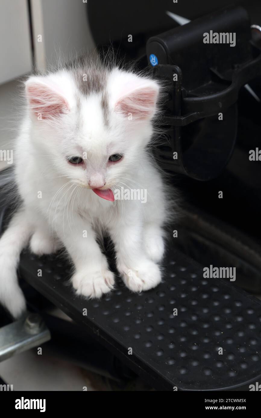 Porträt Eines 7 Wochen alten weiß mit grauer Markierung türkisches Angorakreuz Kätzchen lecken Nase während er auf einer Steppmaschine sitzt Surrey England Stockfoto