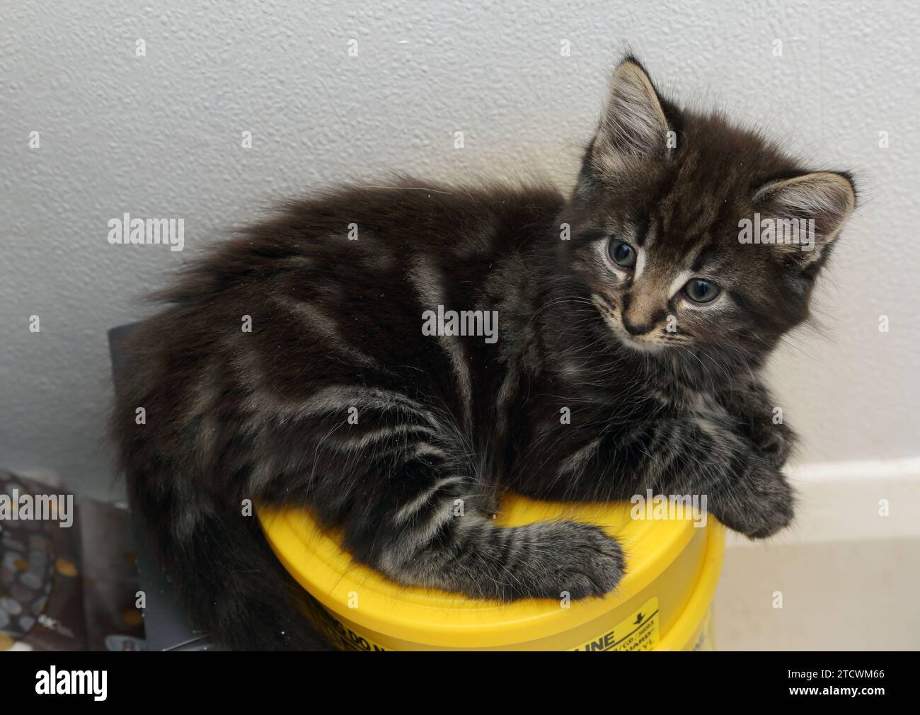 Porträt eines 7 Wochen alten Tabby Türkischen Angorakreuzkätzens, der auf einem versiegelten medizinischen scharfen Behälter liegt Stockfoto
