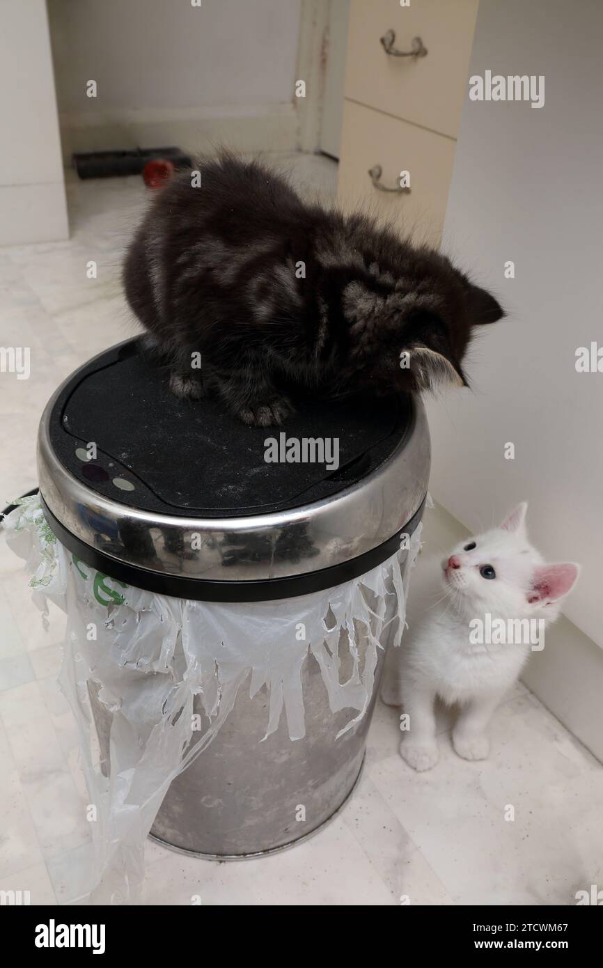 7 Wochen alte Tabby und weiße türkische Angora Cross Kätzchen starren sich gegenseitig an, auf einer Mülltonne surrey england Stockfoto