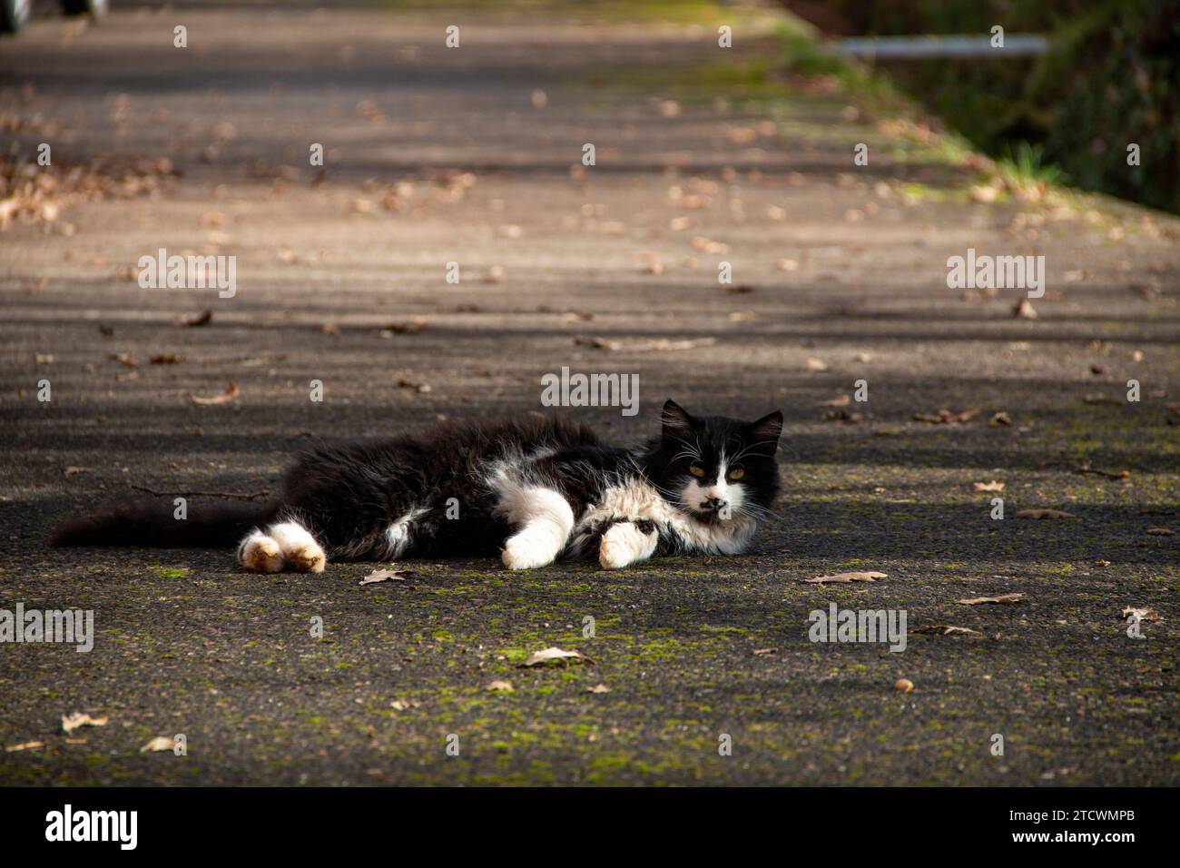 Hauskatzen, die ihr Leben in einer ländlichen Umgebung machen Stockfoto