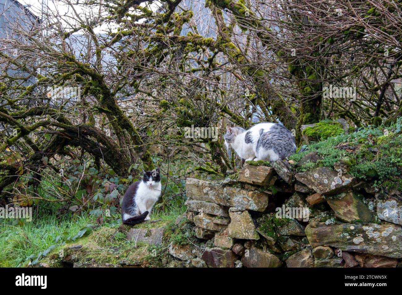 Hauskatzen, die ihr Leben in einer ländlichen Umgebung machen Stockfoto