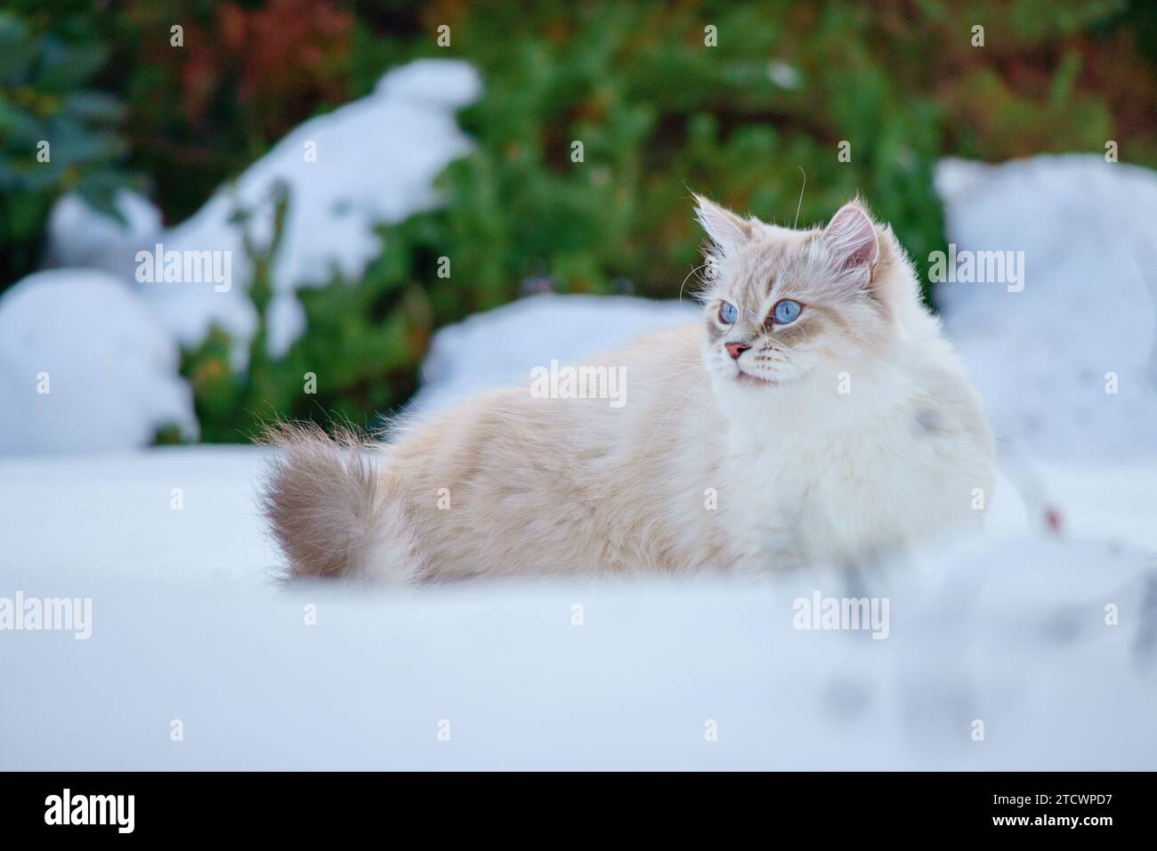 Katze der Neva Maskerade mit blauen Augen im Schnee. Stockfoto