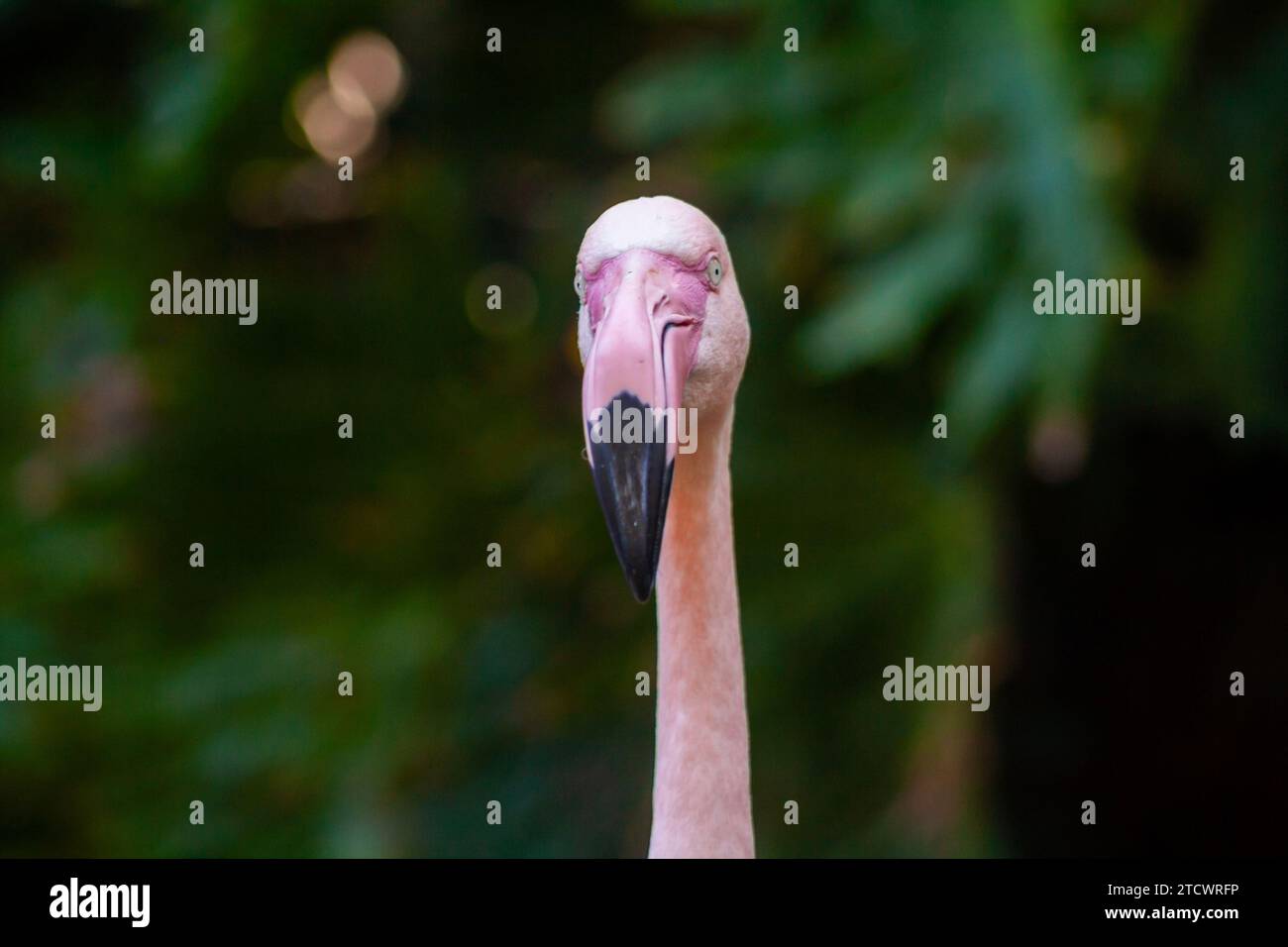 Lustiger großer Flamingo, der ein Gesicht vor der Kamera macht, Phoenicopterus roseus, lustiges Tier, lustiger Vogel Stockfoto