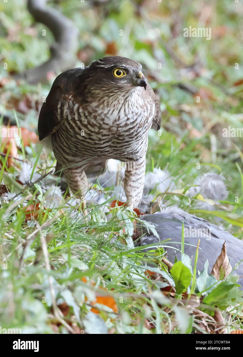 Ein weiblicher Sparrowhawk (Accipiter nisus) auf einem Holztaubenmord Stockfoto