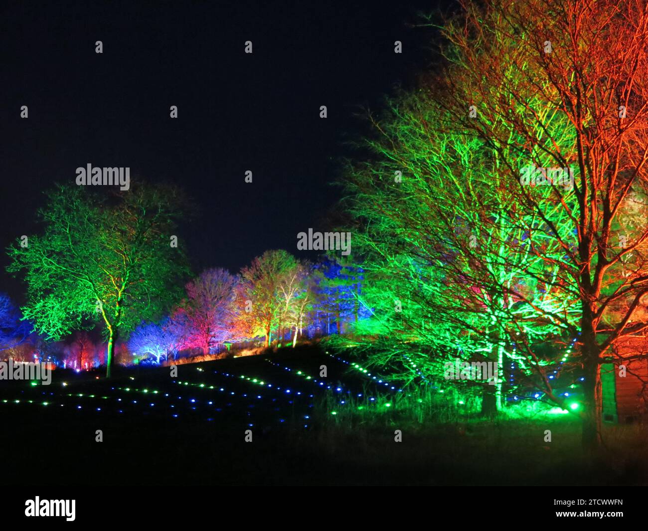 In den Landschaftsgärten der RHS Hyde Hall auf dem Glow Trail von 2023 entsteht ein winterliches Wunderland mit Lichtern und beleuchteten Bäumen. Stockfoto