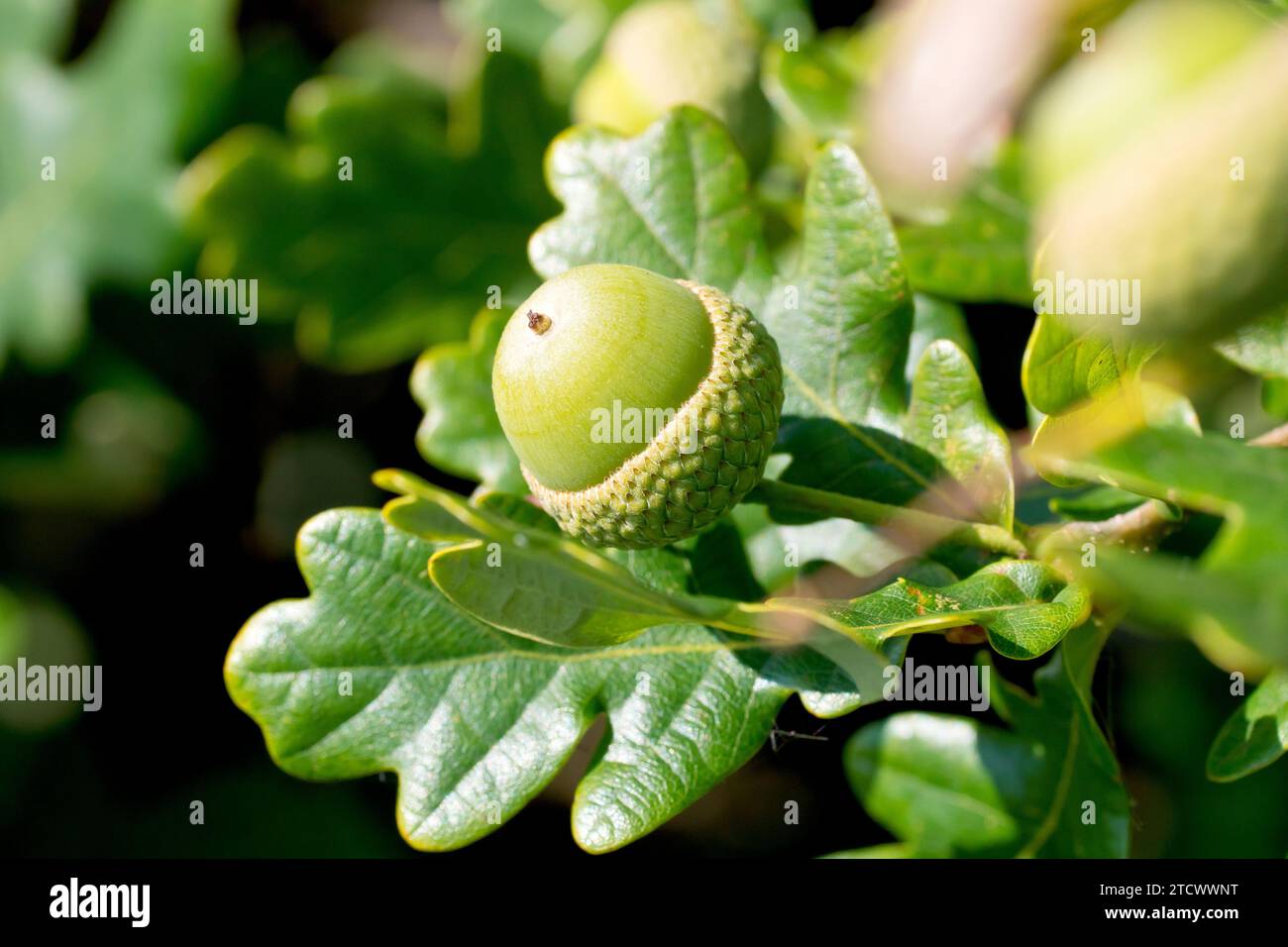 Englische Eiche oder Stieleiche (quercus robur), Nahaufnahme mit einer einzelnen Eichel oder Frucht, die sich zwischen den Blättern des Baumes entwickelt. Stockfoto