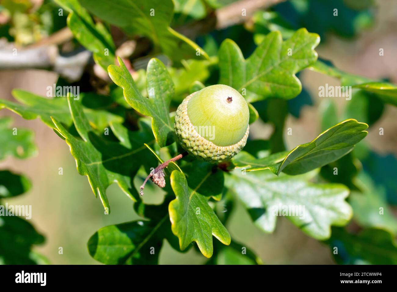 Englische Eiche oder Stieleiche (quercus robur), Nahaufnahme mit einer einzelnen Eichel oder Frucht, die sich zwischen den Blättern des Baumes entwickelt. Stockfoto