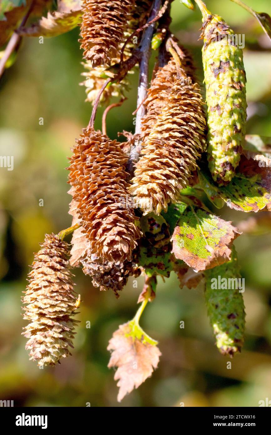 Silberbirke (betula pendula), Nahaufnahme, die die Reifen Früchte oder Katzetten zeigt, die sich öffnen, um ihre Samen in der Spätsommersonne freizusetzen. Stockfoto