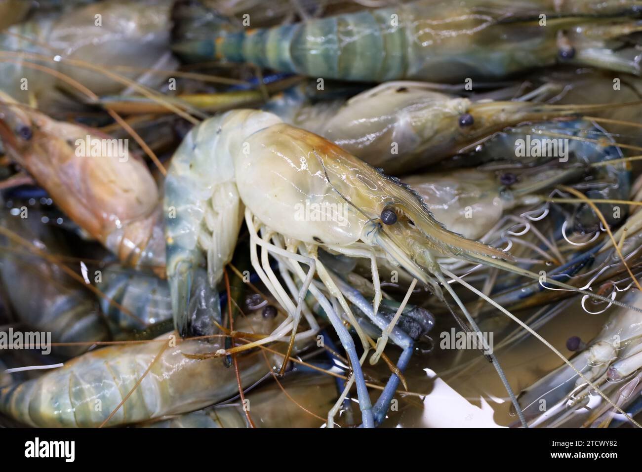 Frisch gefangene Garnelen aus nächster Nähe. Frische Garnelen auf dem Fischmarkt, Hintergrund für die Fischereiindustrie Stockfoto