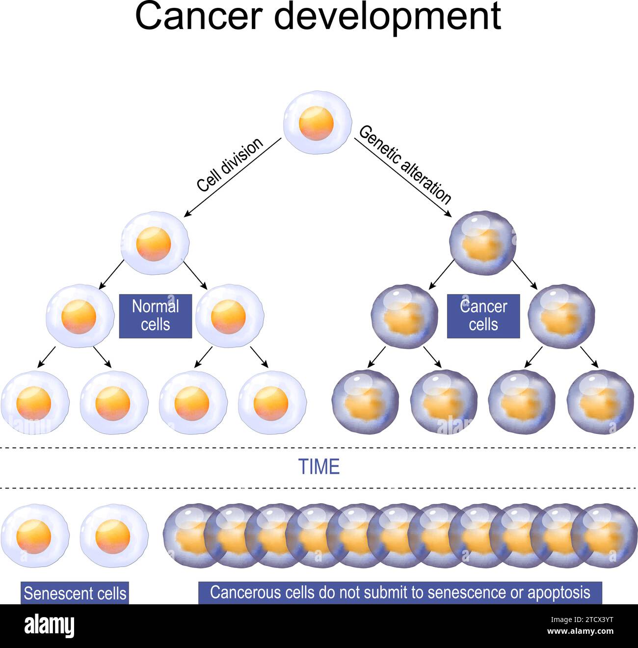 Krebsentwicklung. Karzinogenese oder Onkogenese. Tumorzellinitiation. Zellproliferation. Vektorabbildung Stock Vektor