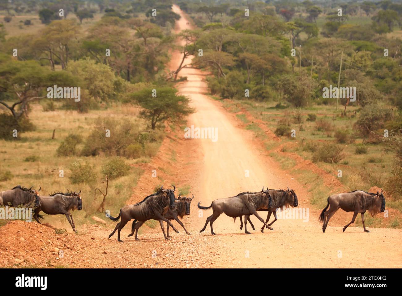 Eine Gruppe von Gnus überquert eine schmutzige Straße, Zentral-Serengeti, Tansania, Afrika. Stockfoto