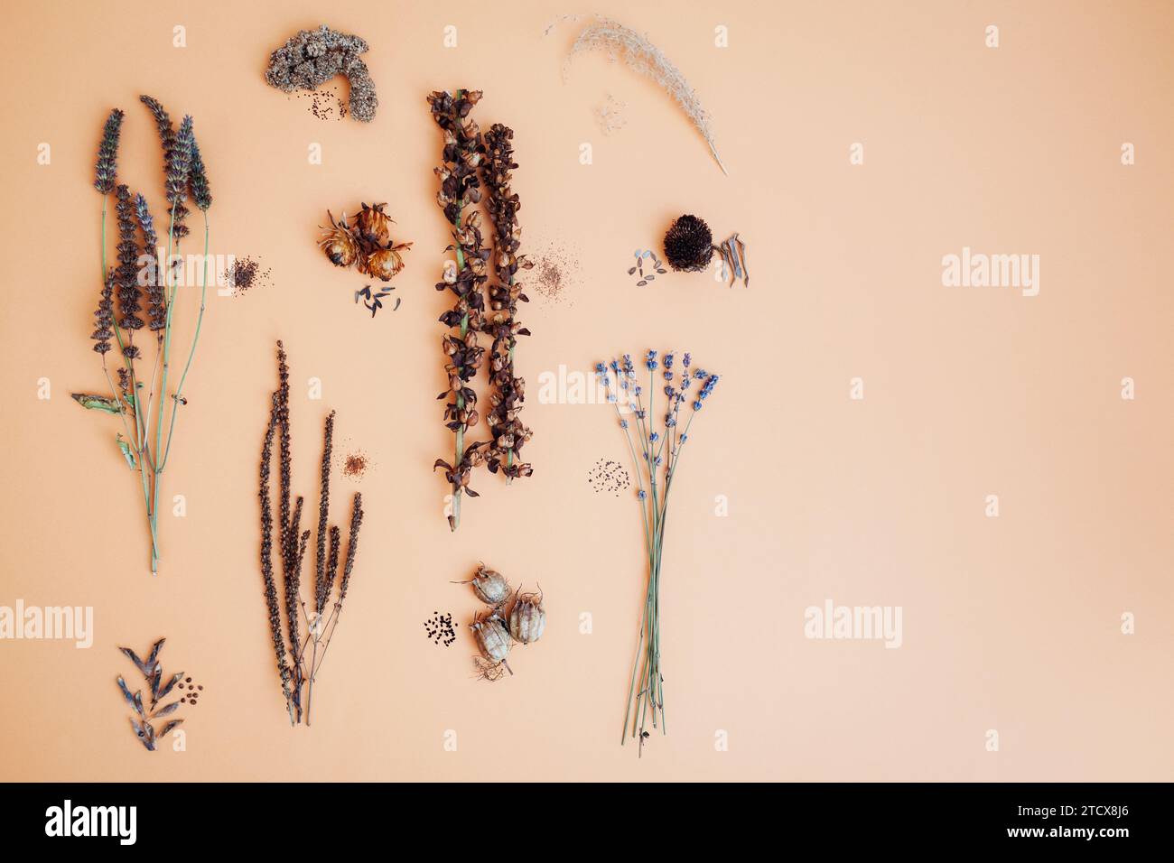 Flache Lagen der Blumensamen-Mischung. Die Sammlung trockener Samenkörner von Fuchshandschuh veronica lavender agastache Dahlia Lupine Amaranth zinnia miscanthus. Draufsicht von siehe Stockfoto