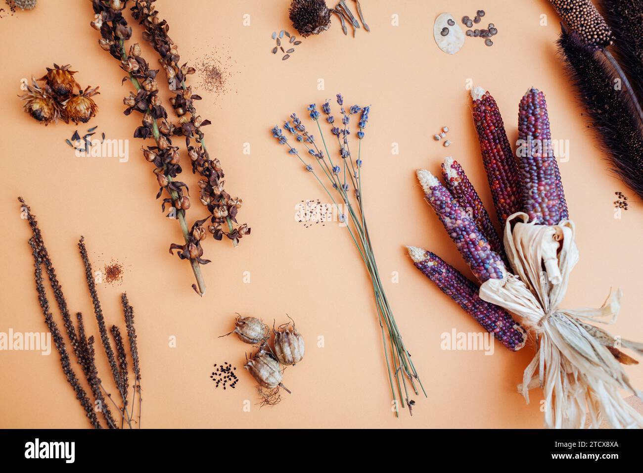 Blumensamen-Mix aus dem Garten. Die Sammlung trockener Samenkörner von Fuchshandschuh veronica lavendelornamentaler Purpurmais Dahlia nigella. Draufsicht. Flache Lagen Stockfoto