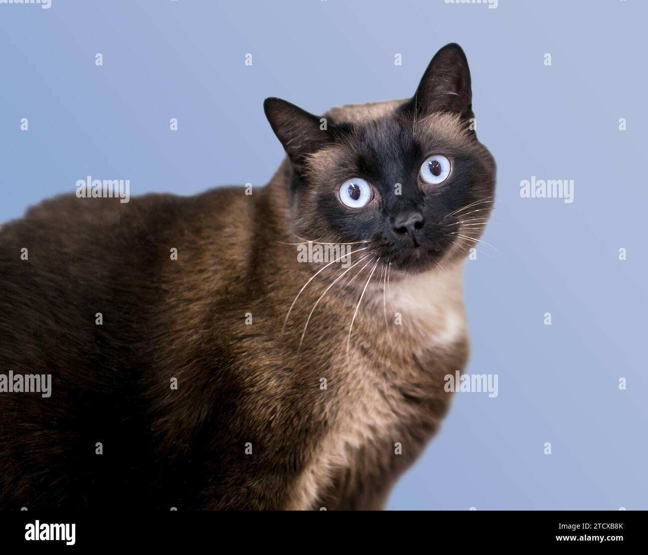 Eine übergewichtige Siamkatze mit blauen Augen Stockfoto