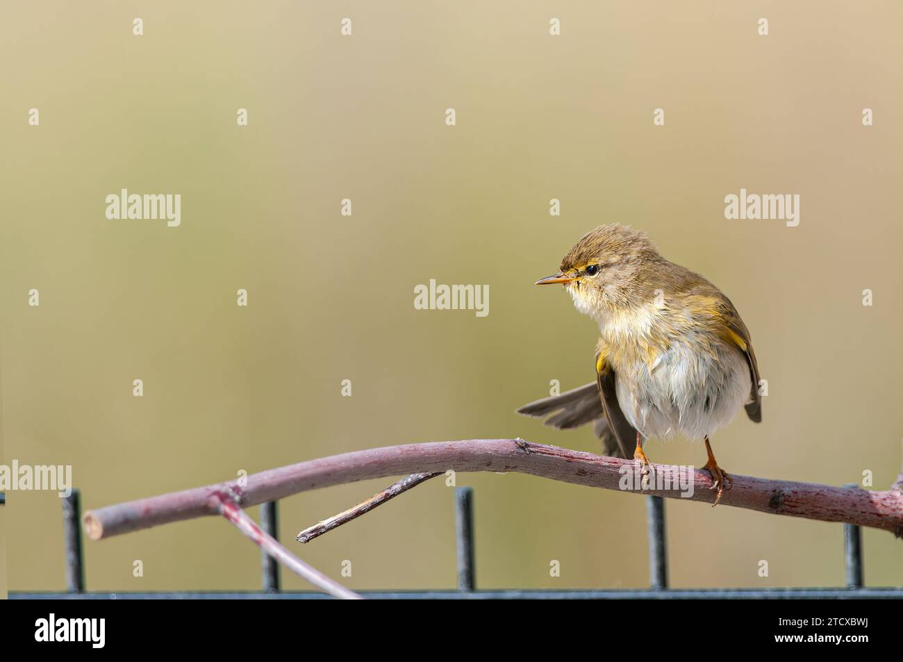 Weidenkraut (Phylloscopus trochilus) in der Gartenhecke. Klein, songbird. Unscharfer Hintergrund. Stockfoto