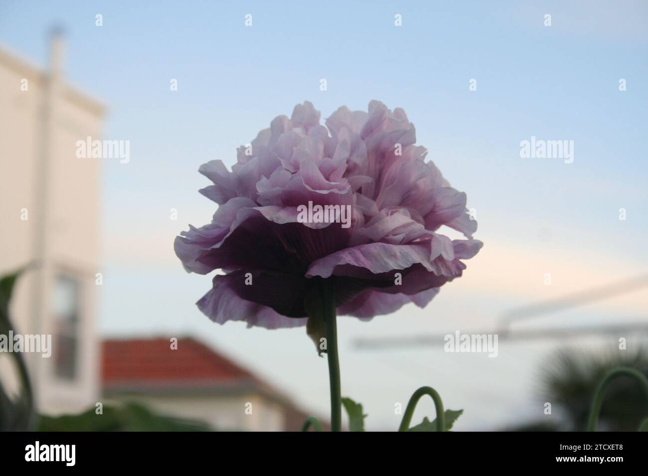 Pfingstrosenmohn in Blüte bei Sonnenuntergang Stockfoto