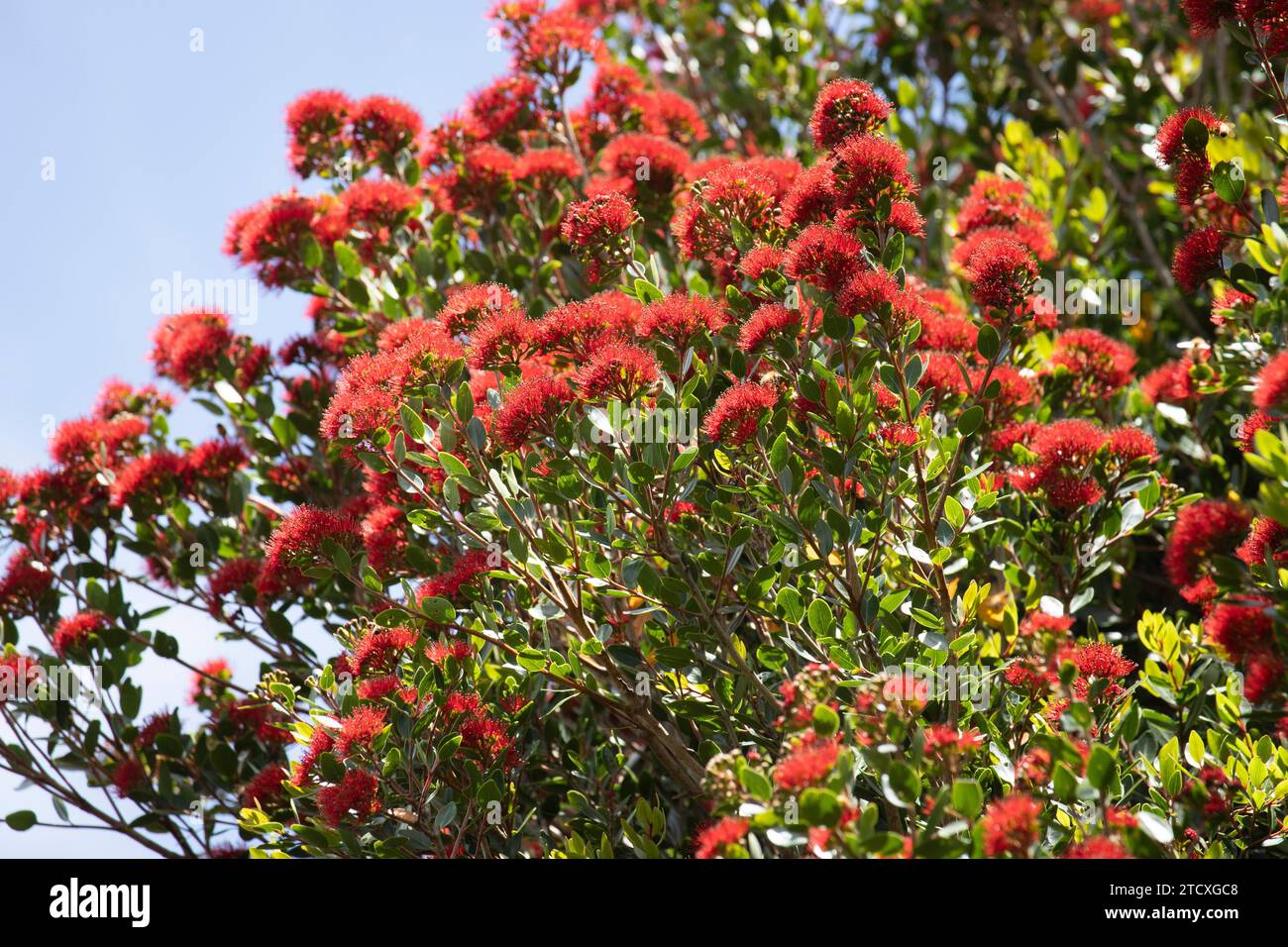 Südlicher Rata-Baum in voller Blüte. Südrata sind in Neuseeland beheimatet. Stockfoto