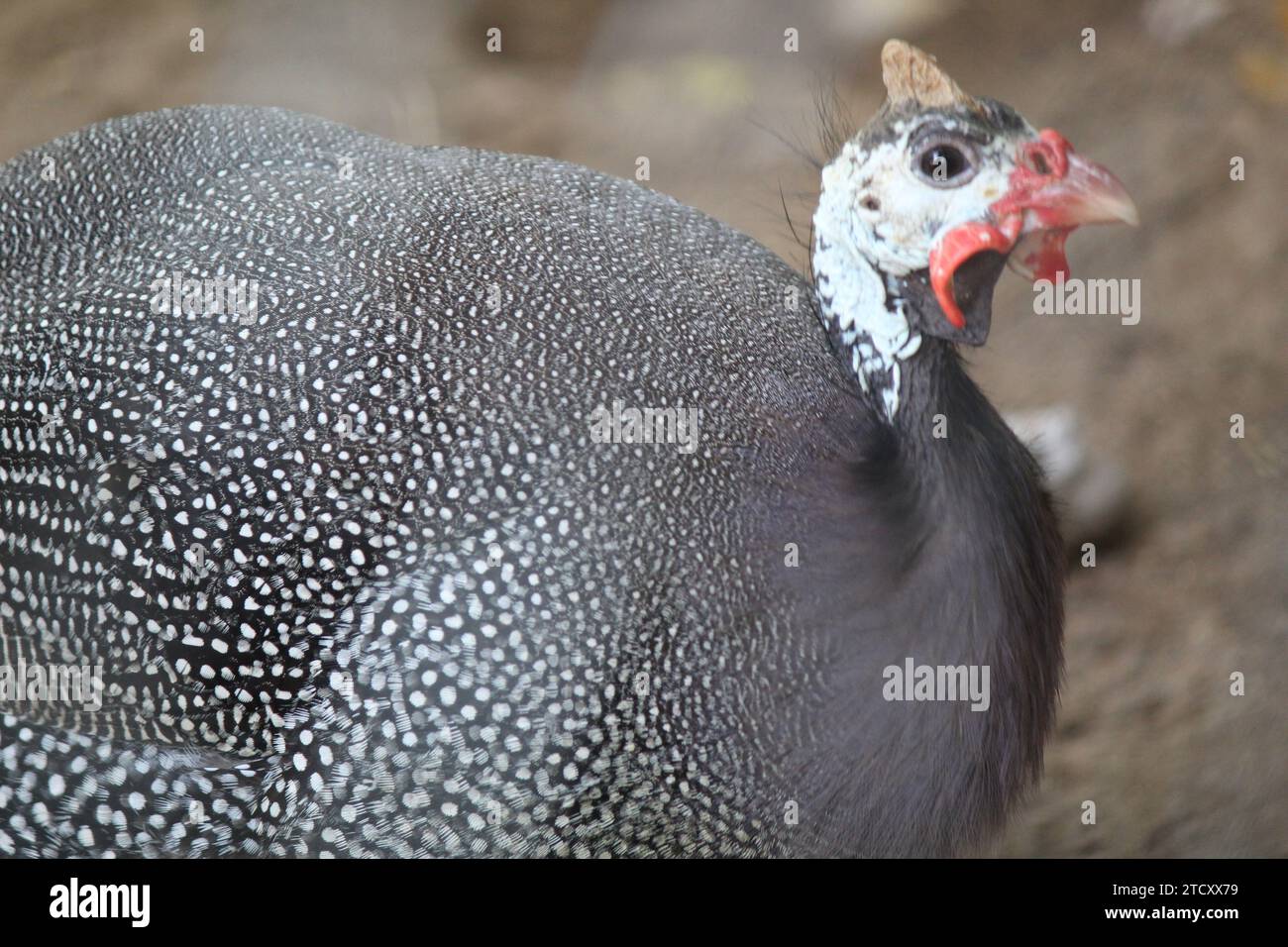 Die Behelmten guineafowl ist der beste Der guineafowl Vogel Familie bekannt, Numididae, und das einzige Mitglied der Gattung Numida. Stockfoto