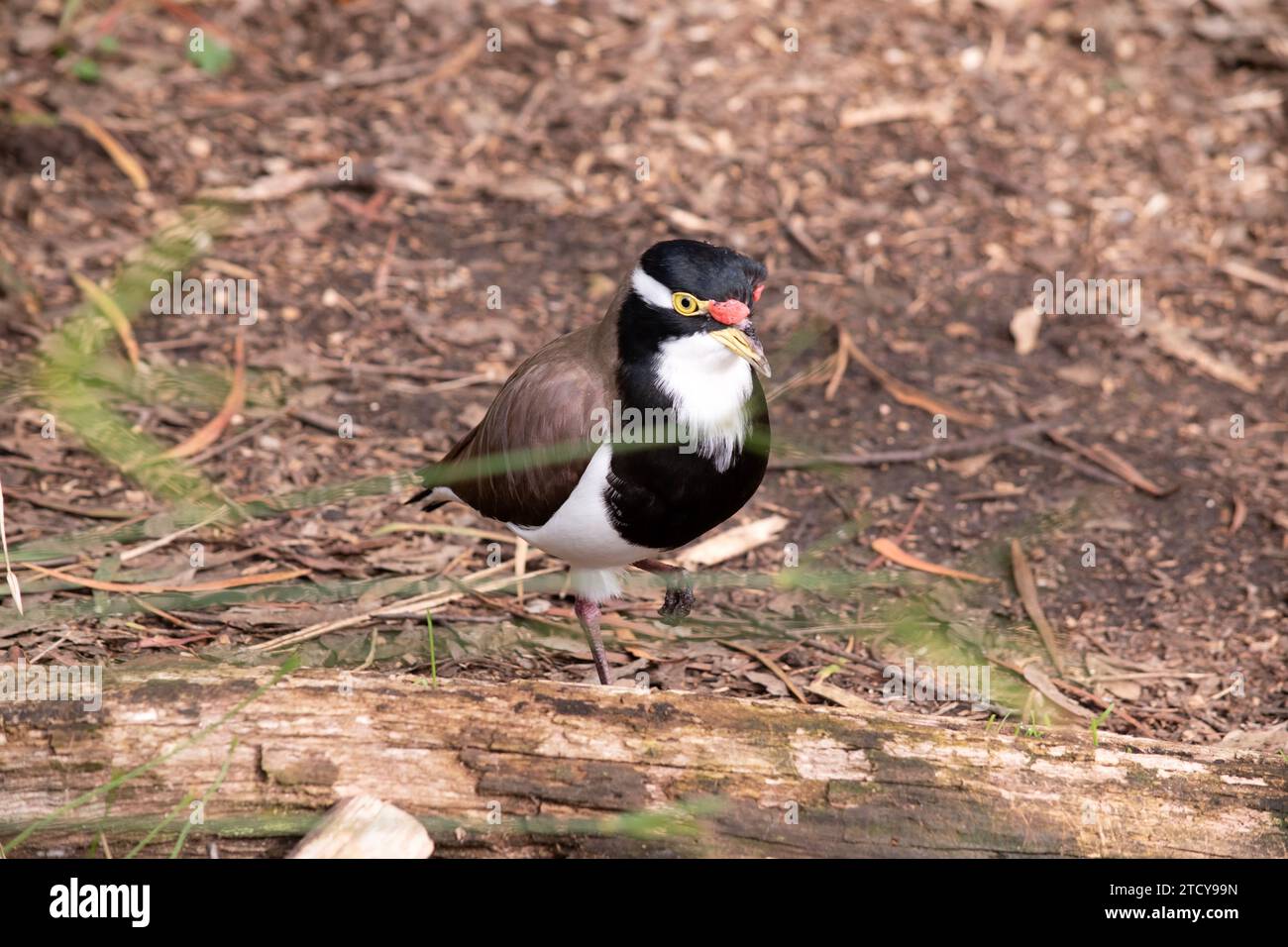 Der Lapwing mit Bändern hat eine schwarze Mütze und breite weiße Augenstreifen, mit einem gelben Augenring und Schirm und einem kleinen roten Klatsch über dem Schirm. Die Beine sind rosa Stockfoto