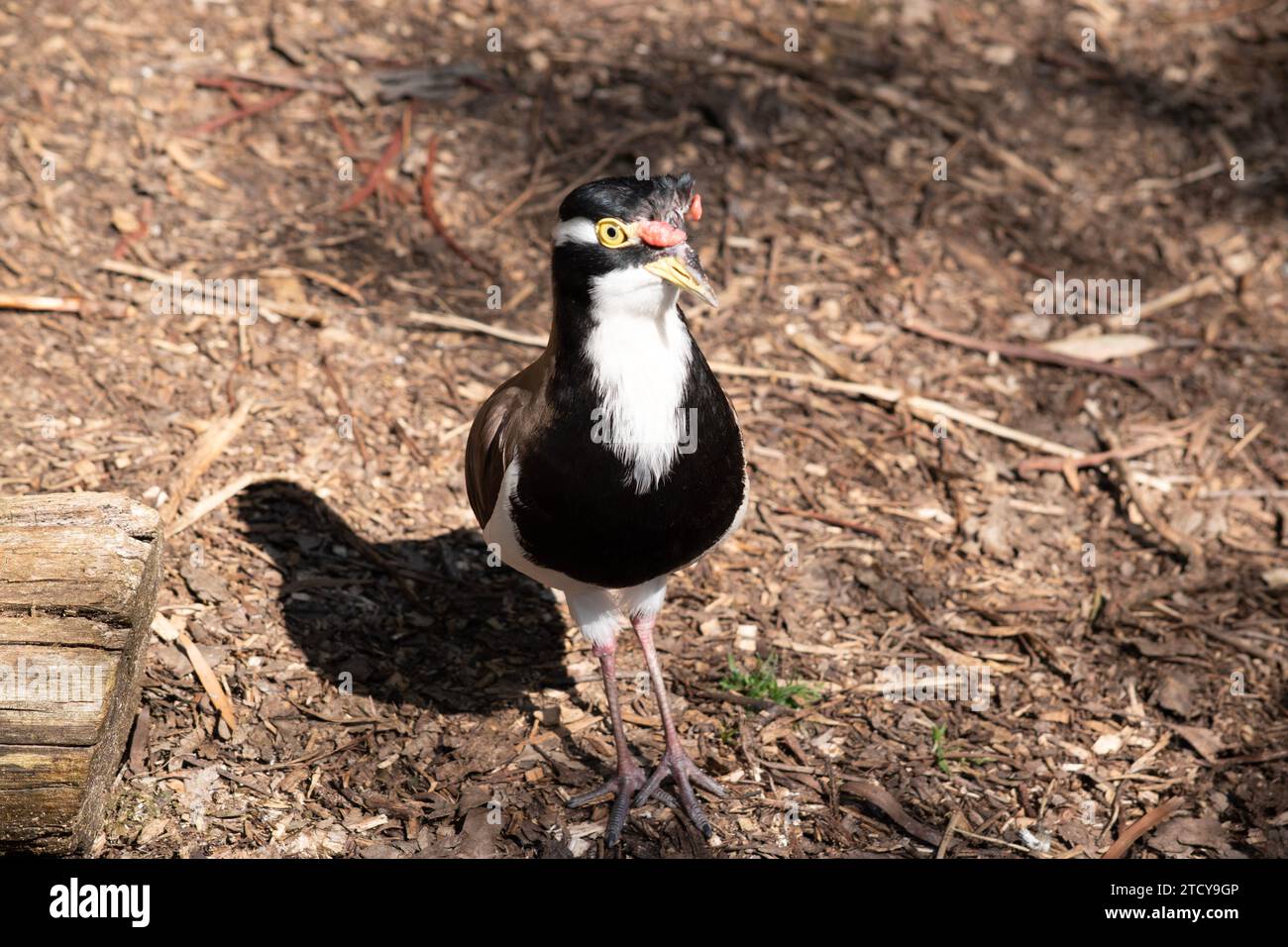 Der Lapwing hat eine schwarze Mütze und breite weiße Augenstreifen, mit einem gelben Augenring und einem Schirm und einem kleinen roten Klatsch über dem Schirm. Die Beine sind rosa-gre Stockfoto