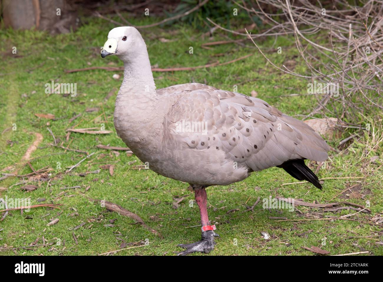 Die Kapbarren-Gans ist eine sehr große, hellgraue Gans mit einem relativ kleinen Kopf. Es hat Reihen großer dunkler Flecken in Linien über den Schultern und Stockfoto
