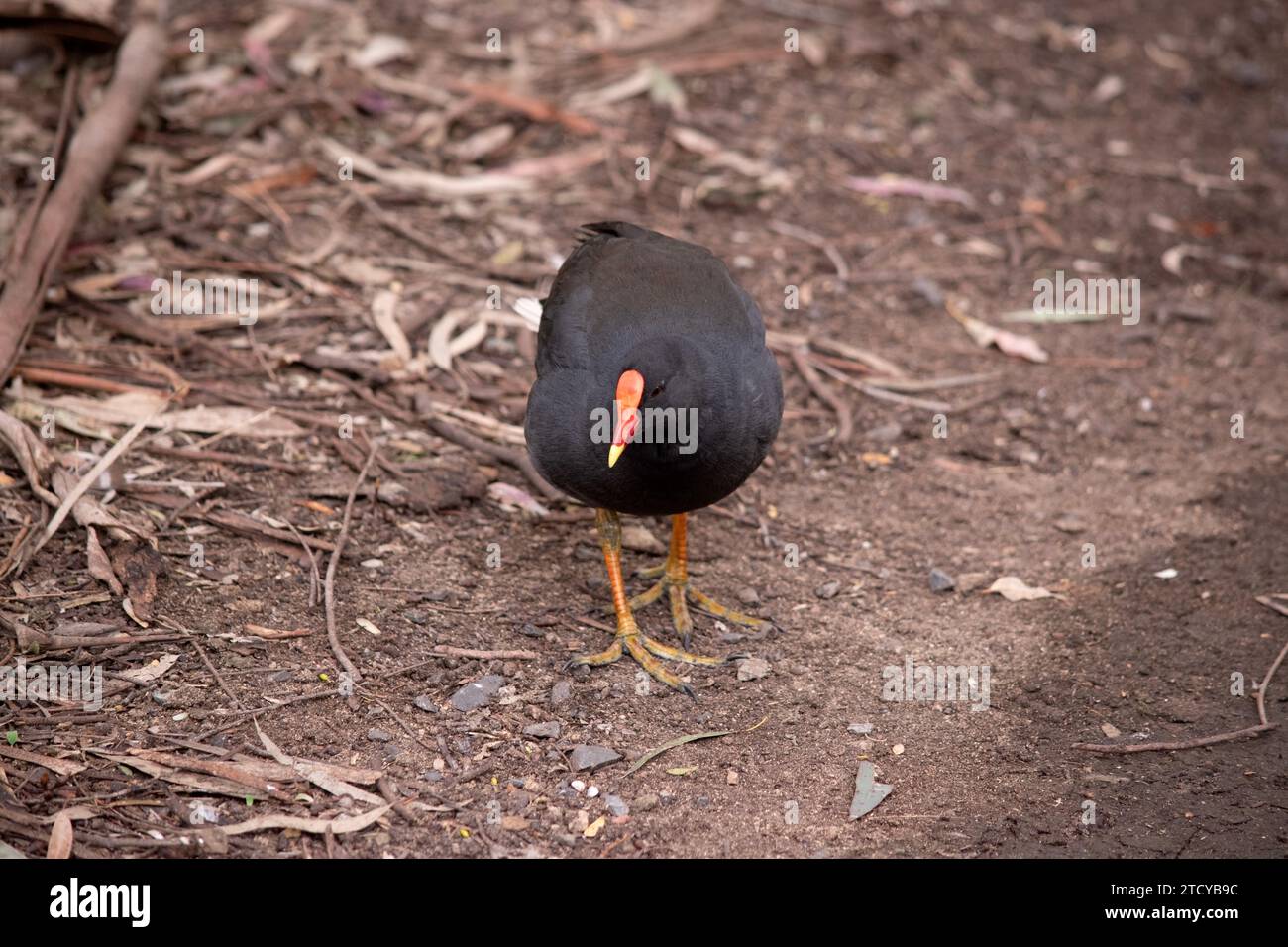 Der Dusky Moorhen ist ein Wasservogel, der alle schwarzen Federn mit einem orangefarbenen und gelben Frontschild hat Stockfoto