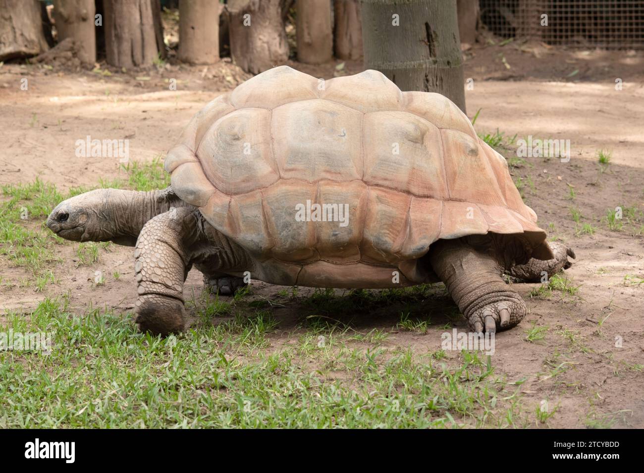 Aldabra Riesenschildkröten sind hauptsächlich am frühen Morgen und am späten Abend aktiv und verbringen den Rest des Tages in Höhlen oder im Schwamm Stockfoto