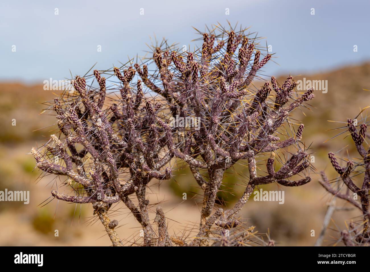 Purple Pencil Cholla Cactus im Joshua Tree National Park California, USA. Stockfoto