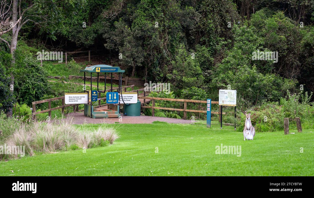 Känguru neben der Stiefelreinigungsstation im Bunya Mountains National Park, Queensland, Australien Stockfoto