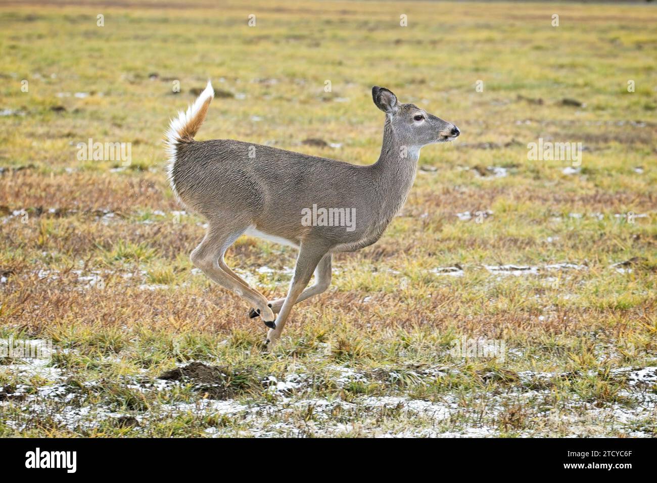 Ein Weibchen läuft im frühen Winter in Nord-Idaho auf einem grasbewachsenen Feld, das leicht mit Schnee bedeckt ist. Stockfoto