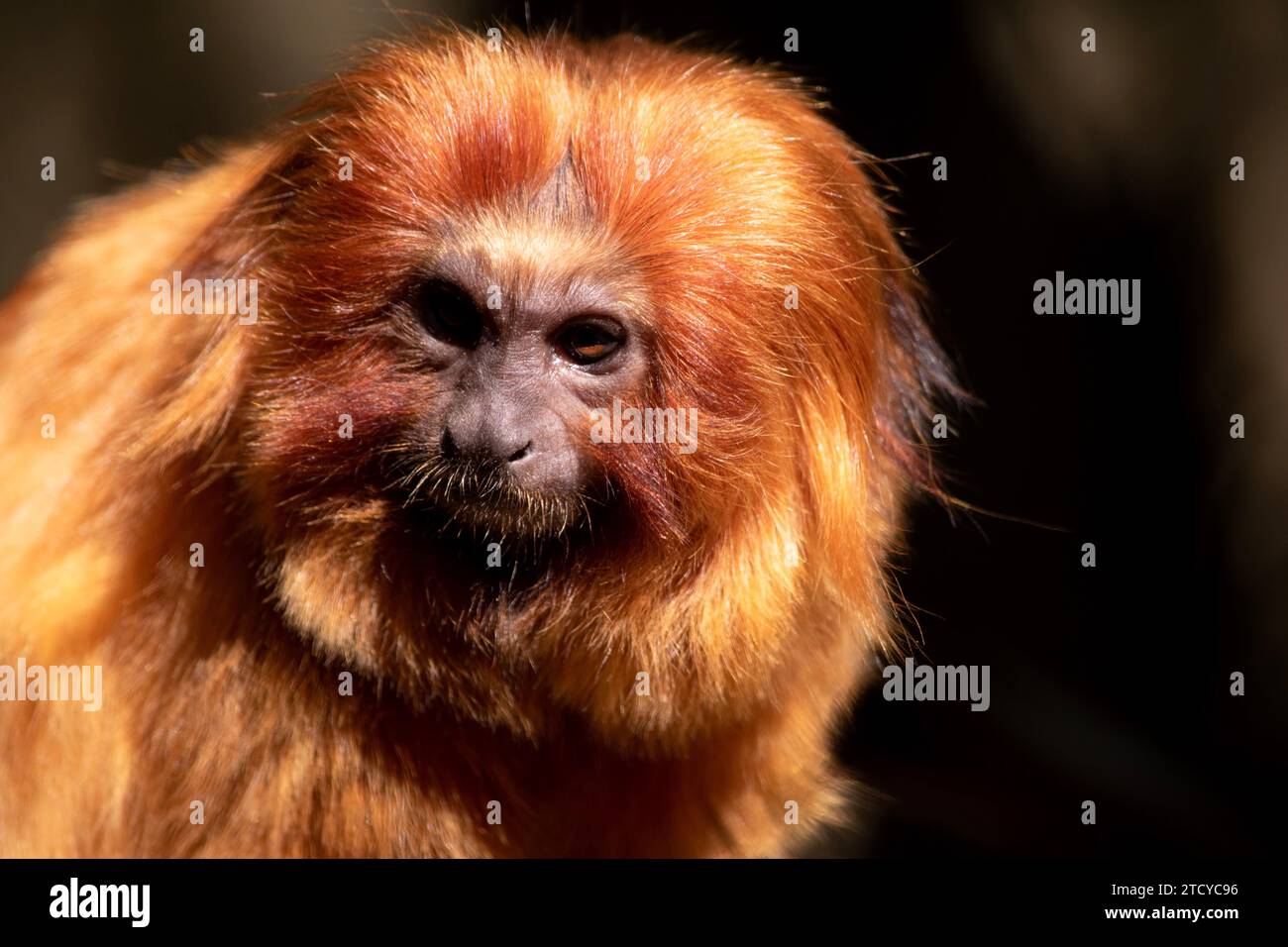 Der goldene Löwe Tamarin Südamerika Primaten mit einem herrlichen rötlich-goldenen Fell und einer langen, umgekehrten Mähne. Stockfoto