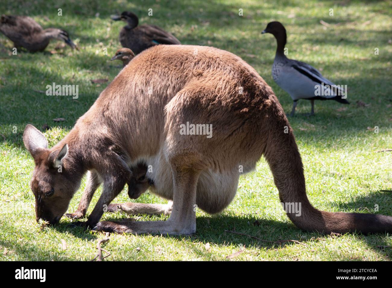 Das Känguru-Island Känguru hat einen braunen Körper mit einem weißen Unterbauch. Sie haben auch schwarze Füße und Pfoten Stockfoto