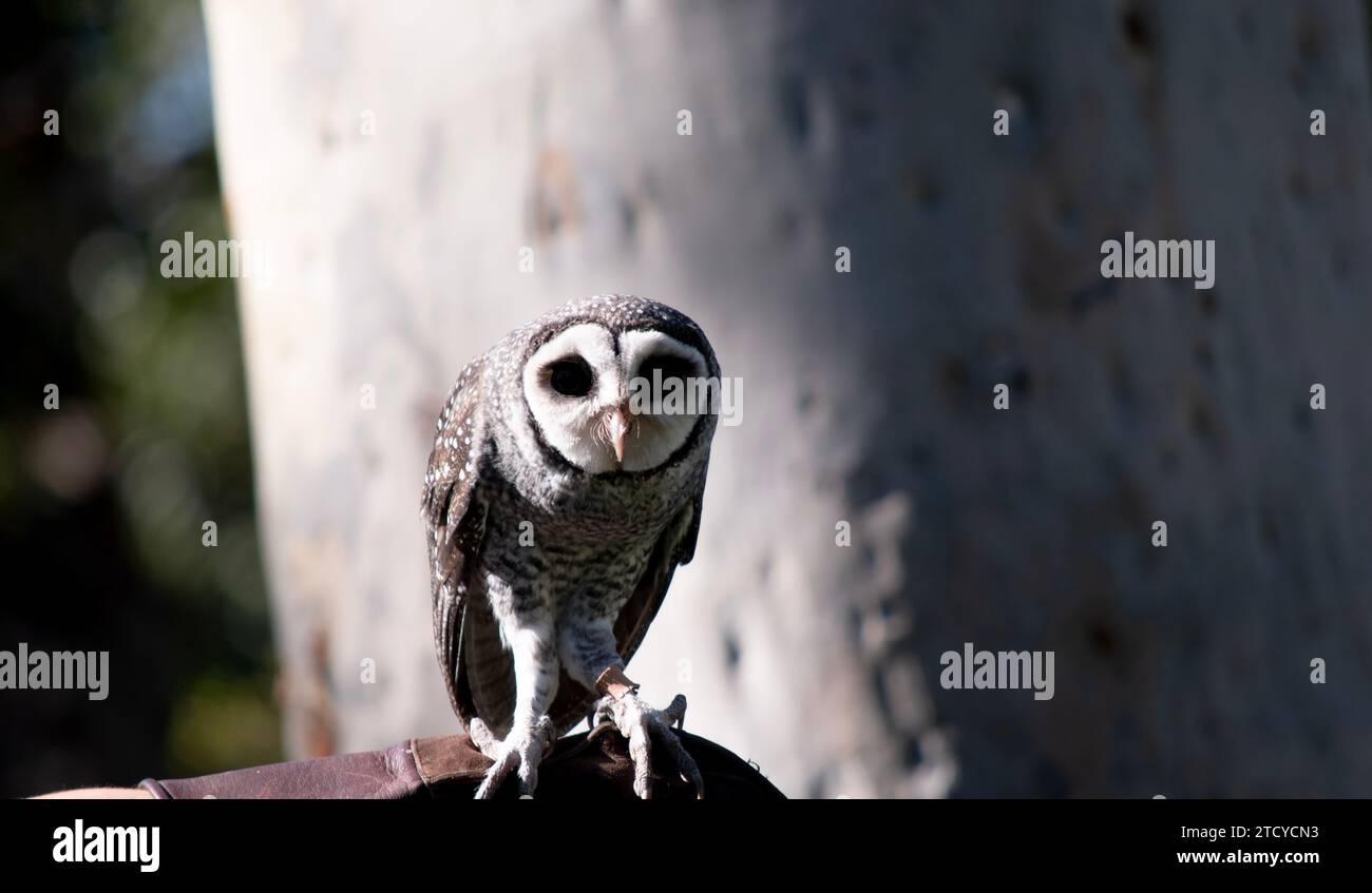Die weniger rußige Eule hat eine dunkelrußgraue Farbe, mit großen Augen in einem grauen Gesicht, feinen weißen Flecken oben und unten und einem blassen Bauch. Stockfoto