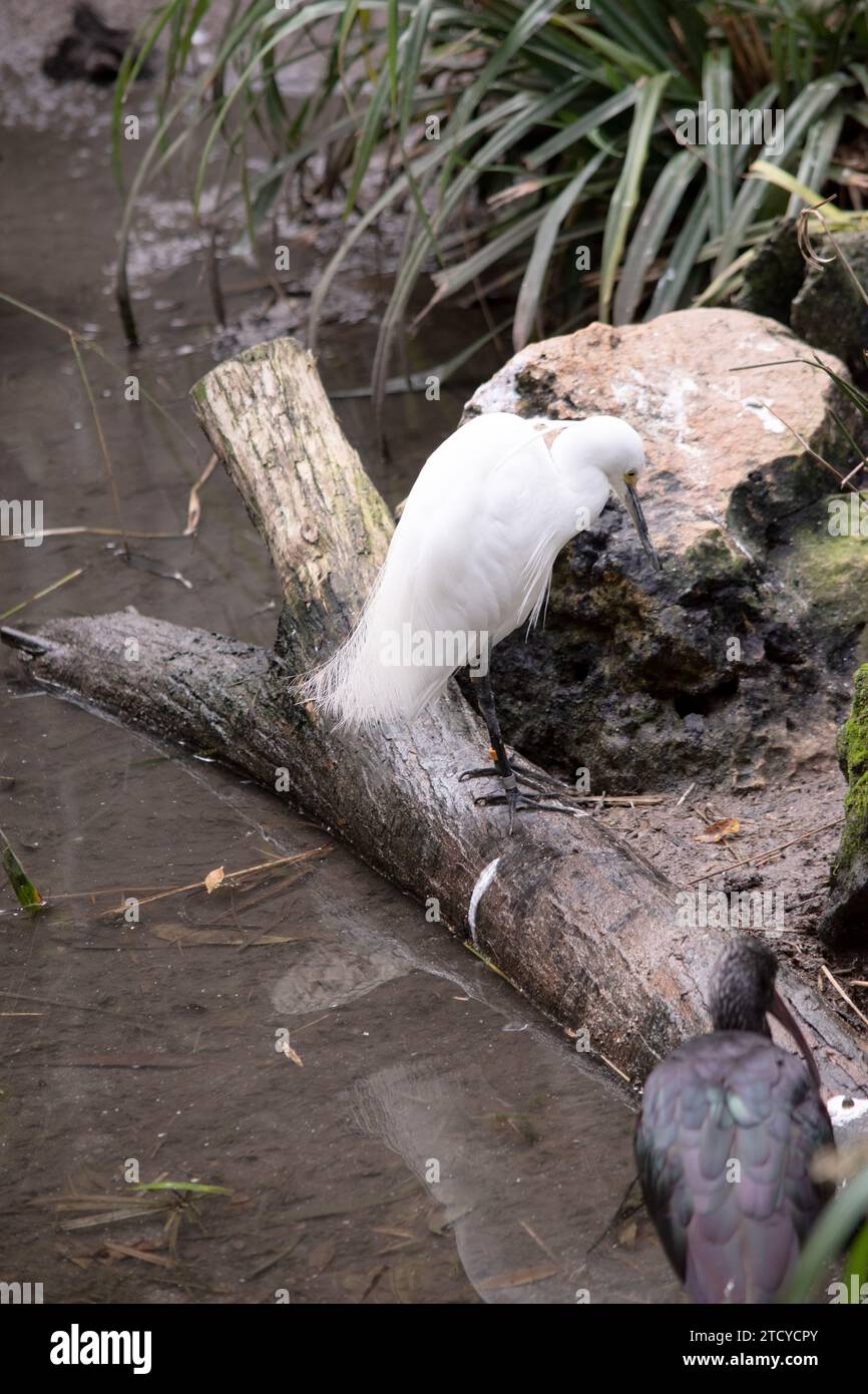 Der Reiher hat einen relativ kurzen, dicken Hals, einen stabilen Schirm und eine gekrümmte Haltung. Er ist überwiegend weiß und hat eine Bräunung um den Kopf Stockfoto