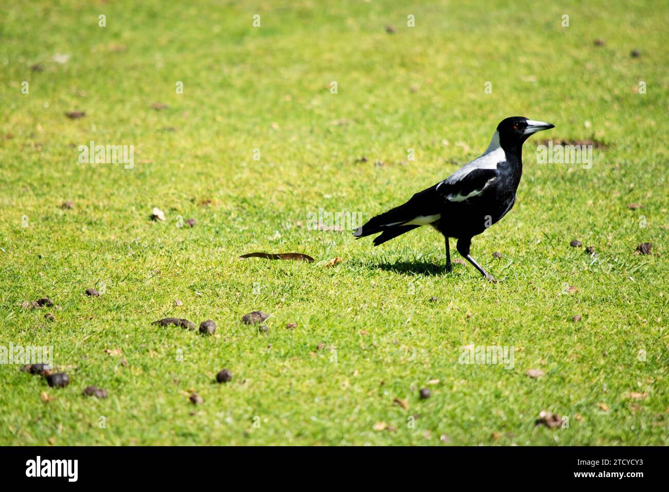 Die Elster ist ein unverwechselbarer Vogel mit glänzenden schwarzen und leuchtend weißen Markierungen. Stockfoto