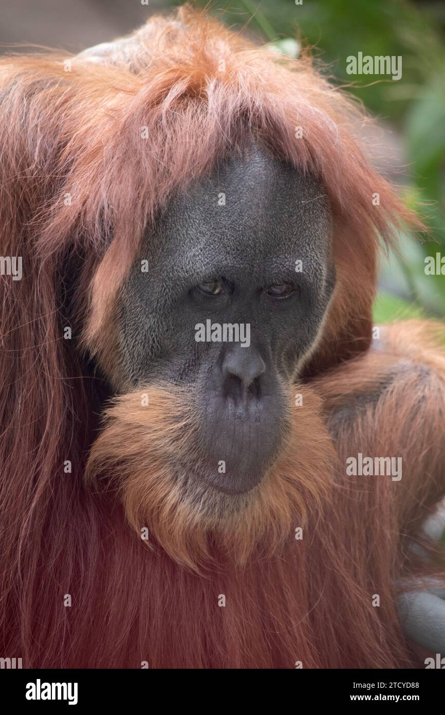 Orang-Utans sind die größten Baumsäugetiere, die die meiste Zeit in Bäumen verbringen. Lange, kraftvolle Arme und Hände und Füße ermöglichen es ihnen, sich zu bewegen Stockfoto