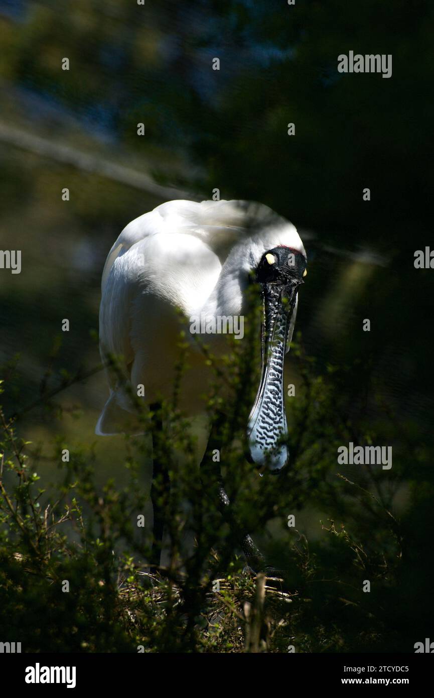 Dieser Königliche Löffelschnabel (Platalea Regia) möchte gerne zeigen, warum er als Löffelschnabel bezeichnet wird. Gesehen in den Feuchtgebieten des Healesville Sanctuary in Victoria, aus. Stockfoto